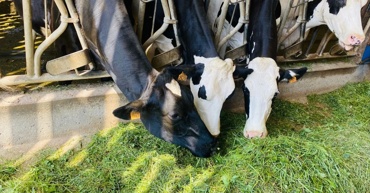 Projet bas carbone agricole dans l'Est de la France