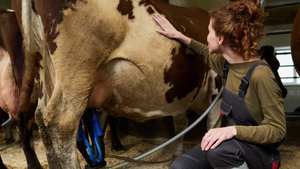 une éleveuse qui fait la traite d'une vache