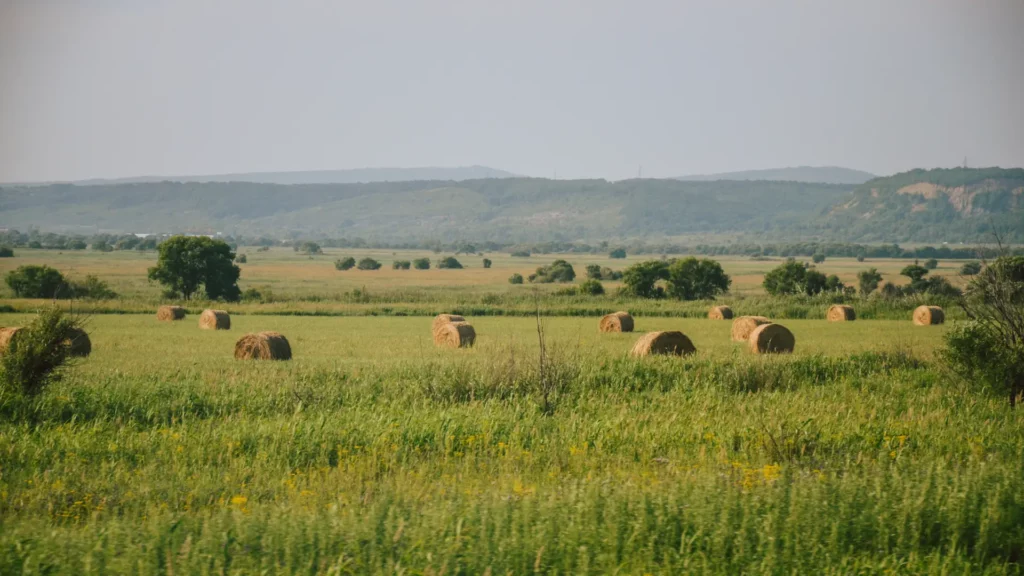 image d'un champs avec des bottes de foin