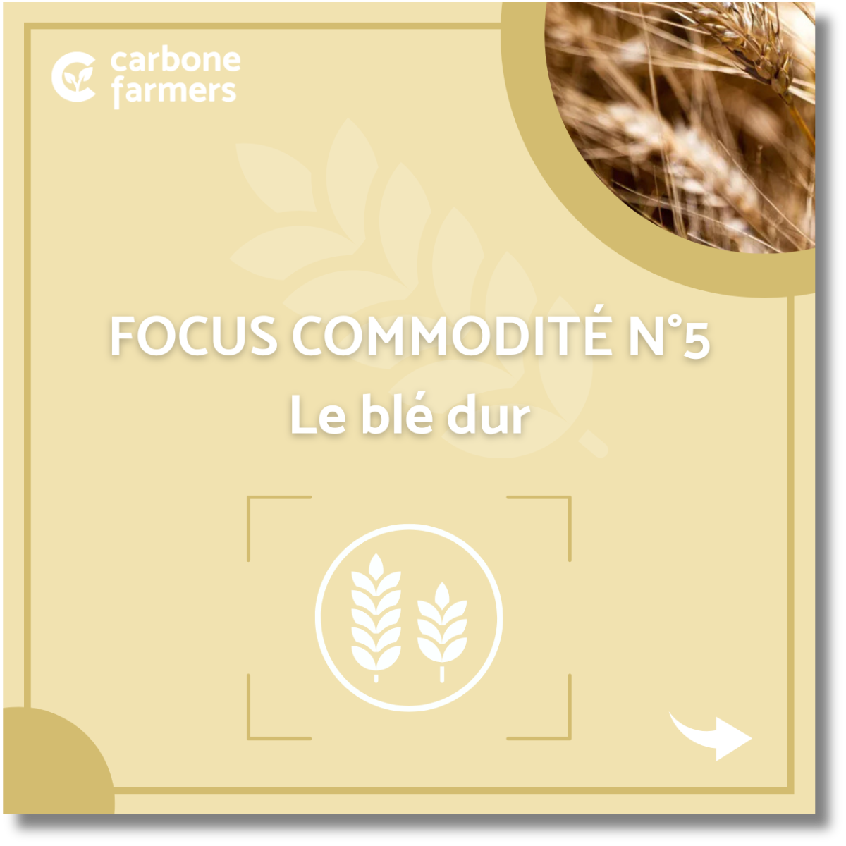 Focus commodité blé dur