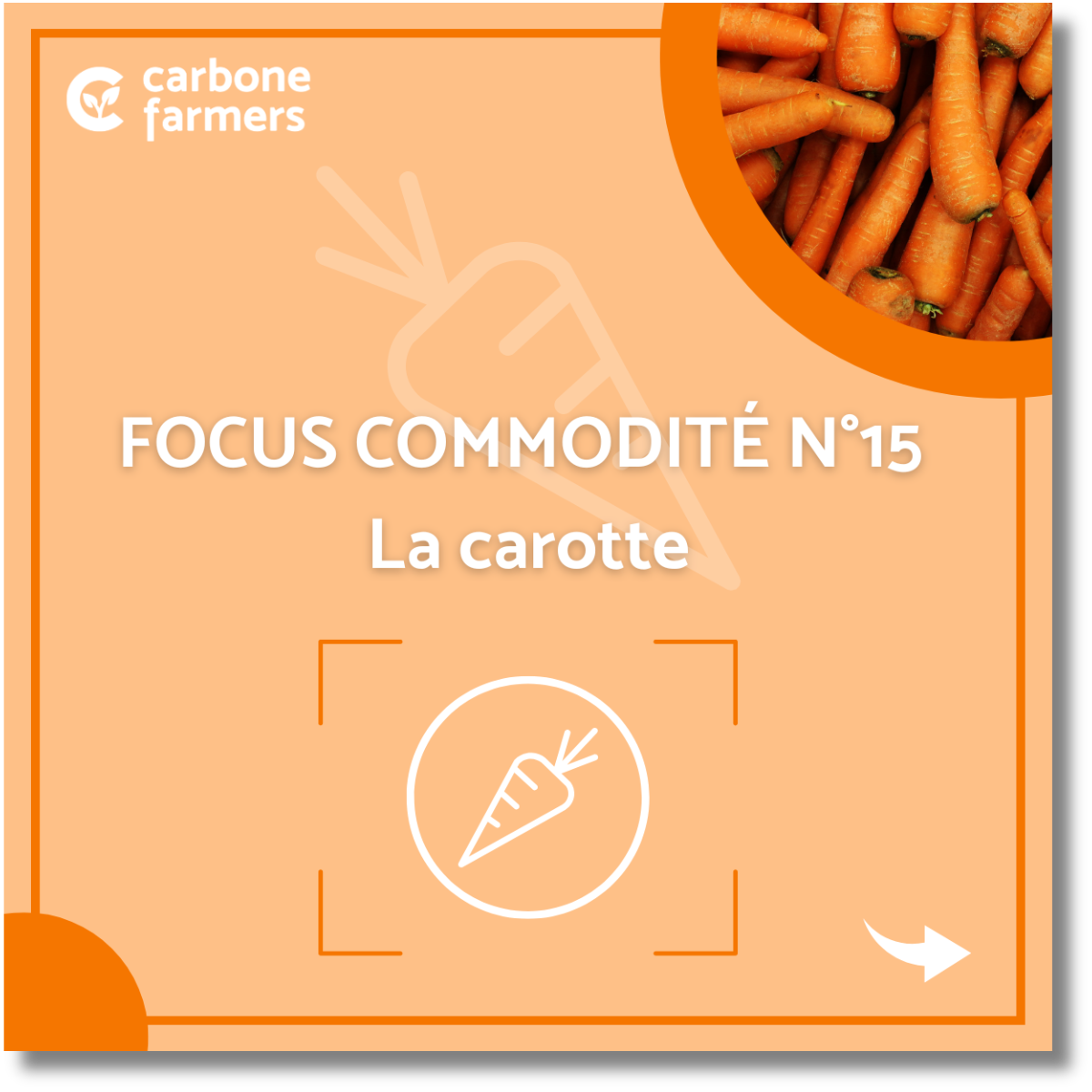 Focus commodité carotte Page focus commodité orge