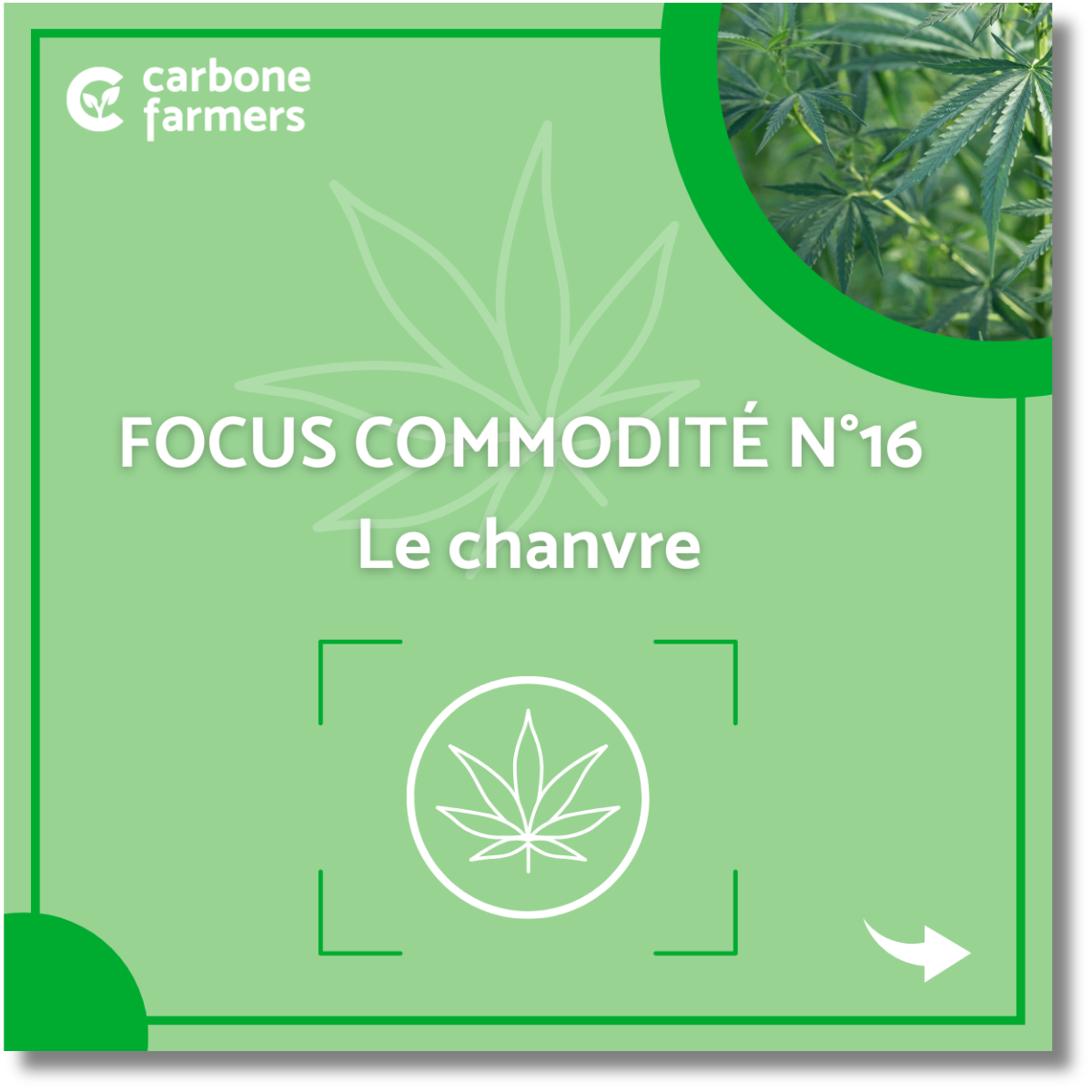 Focus commodité chanvre Page focus commodité orge