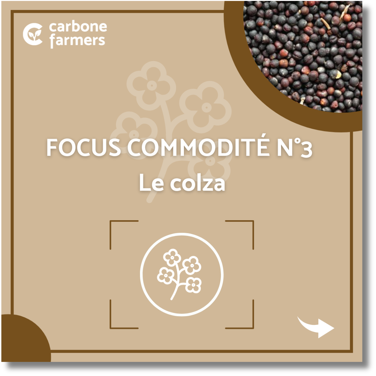 Focus commodité colza