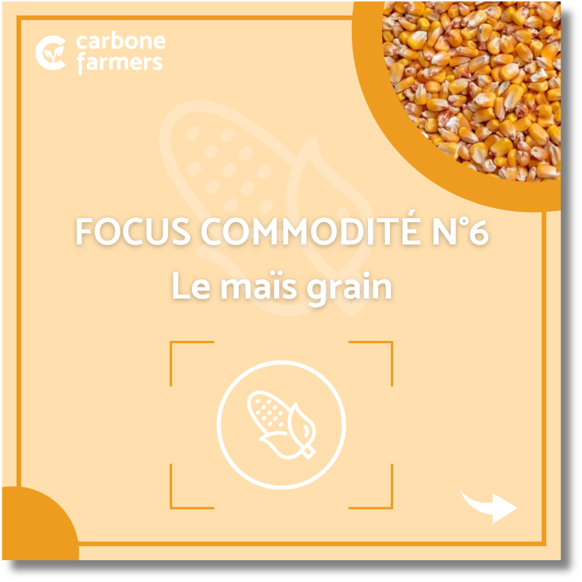 Focus commodité maïs grain