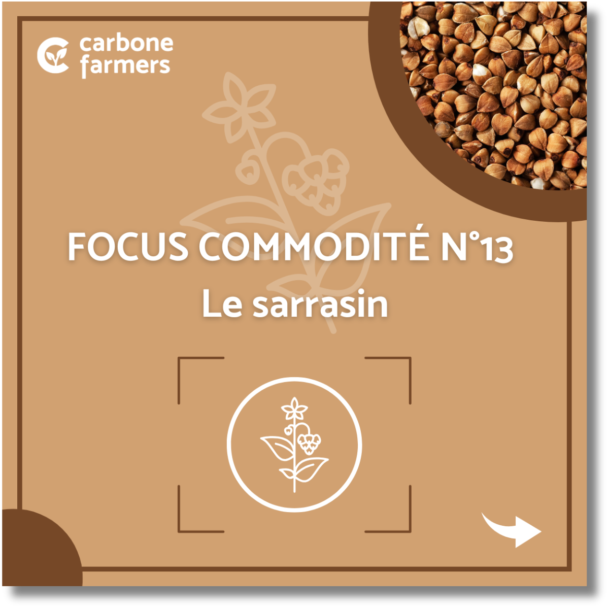 Focus commodité sarrasin Page focus commodité orge