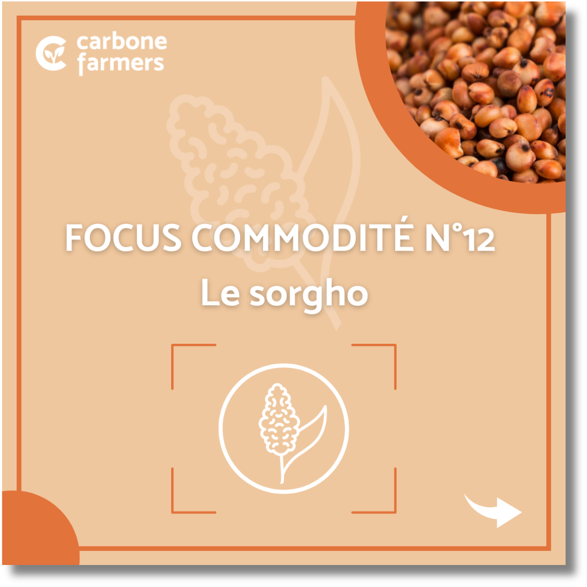 Focus commodité sorgho Page focus commodité orge