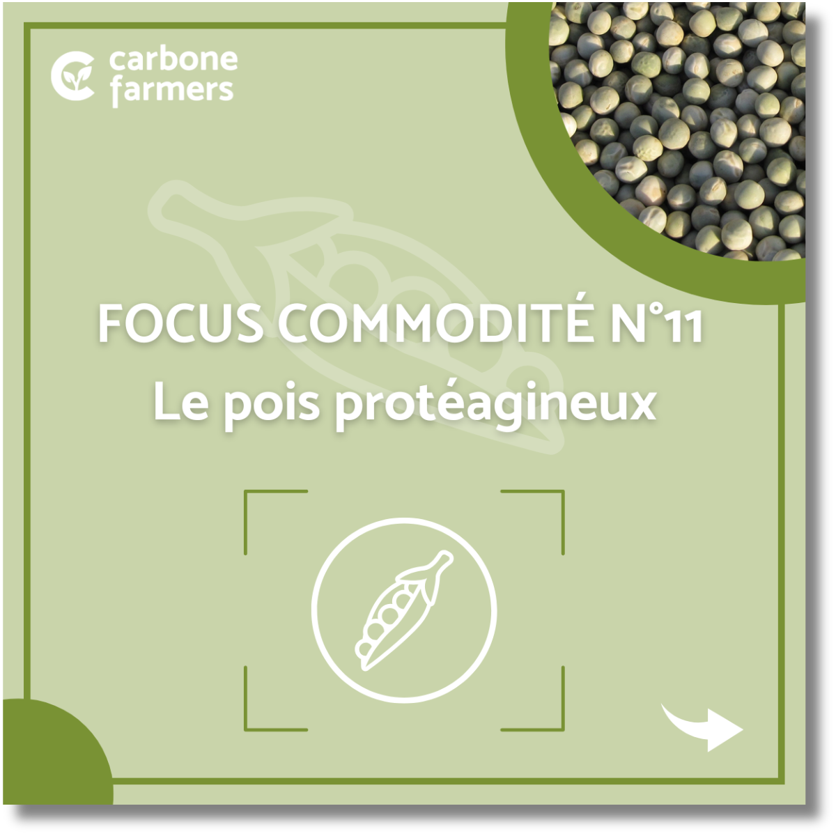 Le pois protéagineux (1) Page focus commodité orge