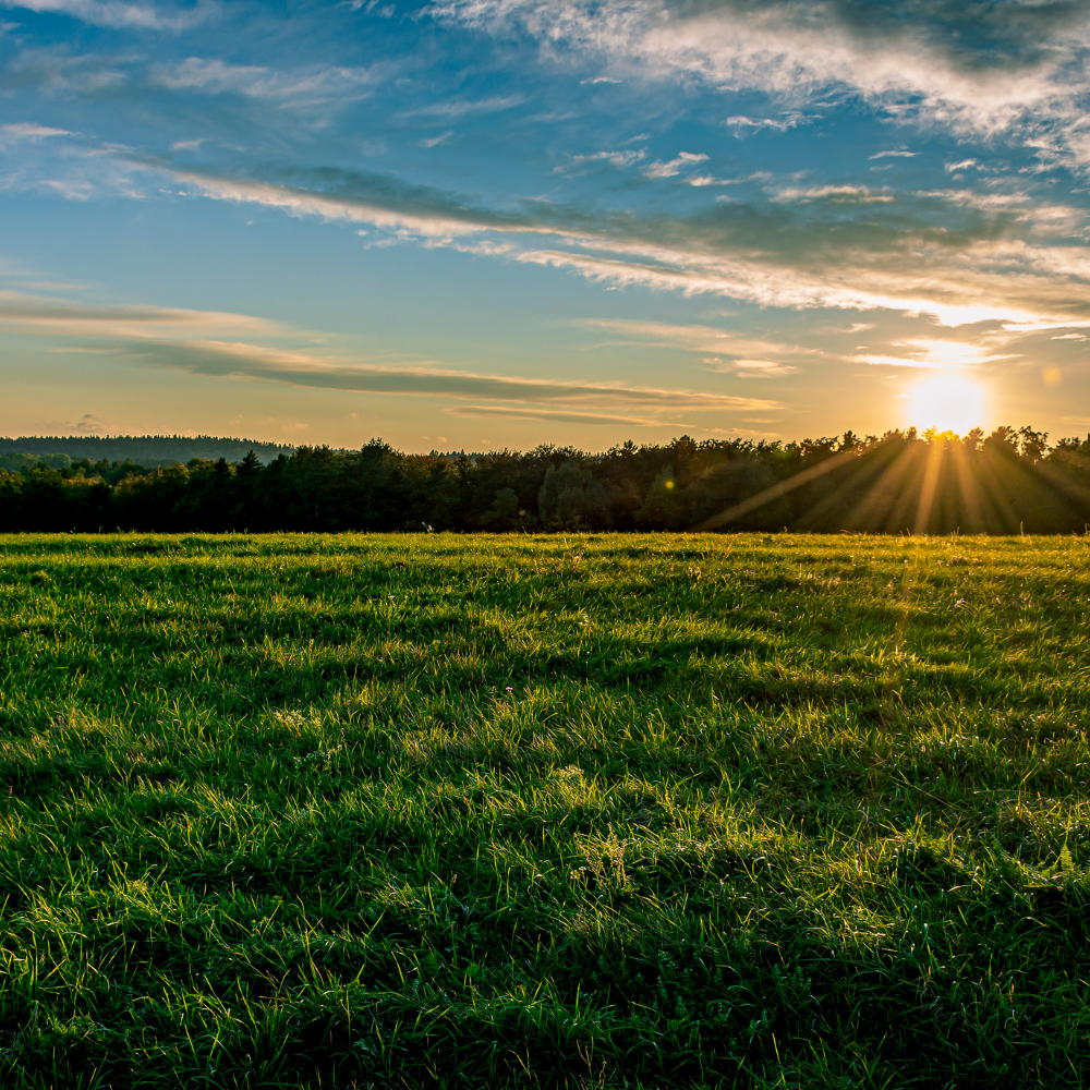 Champs agricoles au coucher de soleil