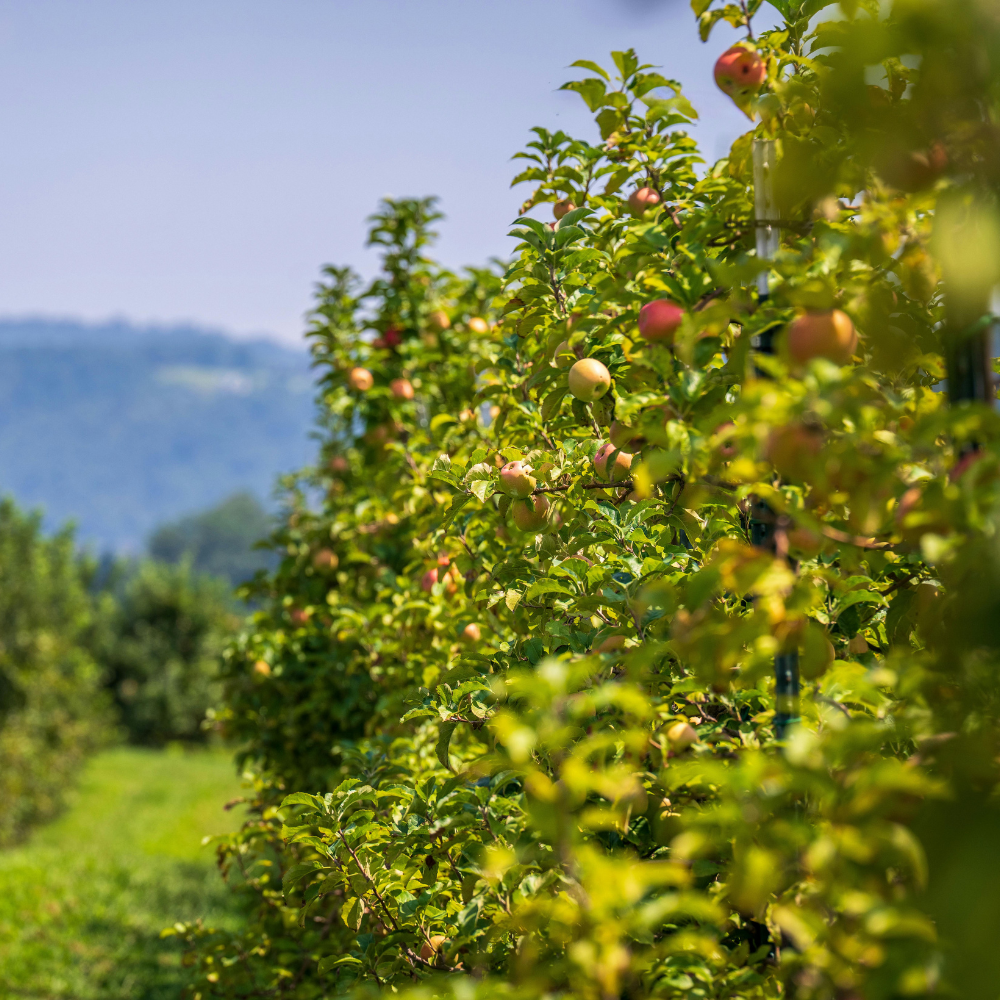 Verger arboré en pleine production agricole