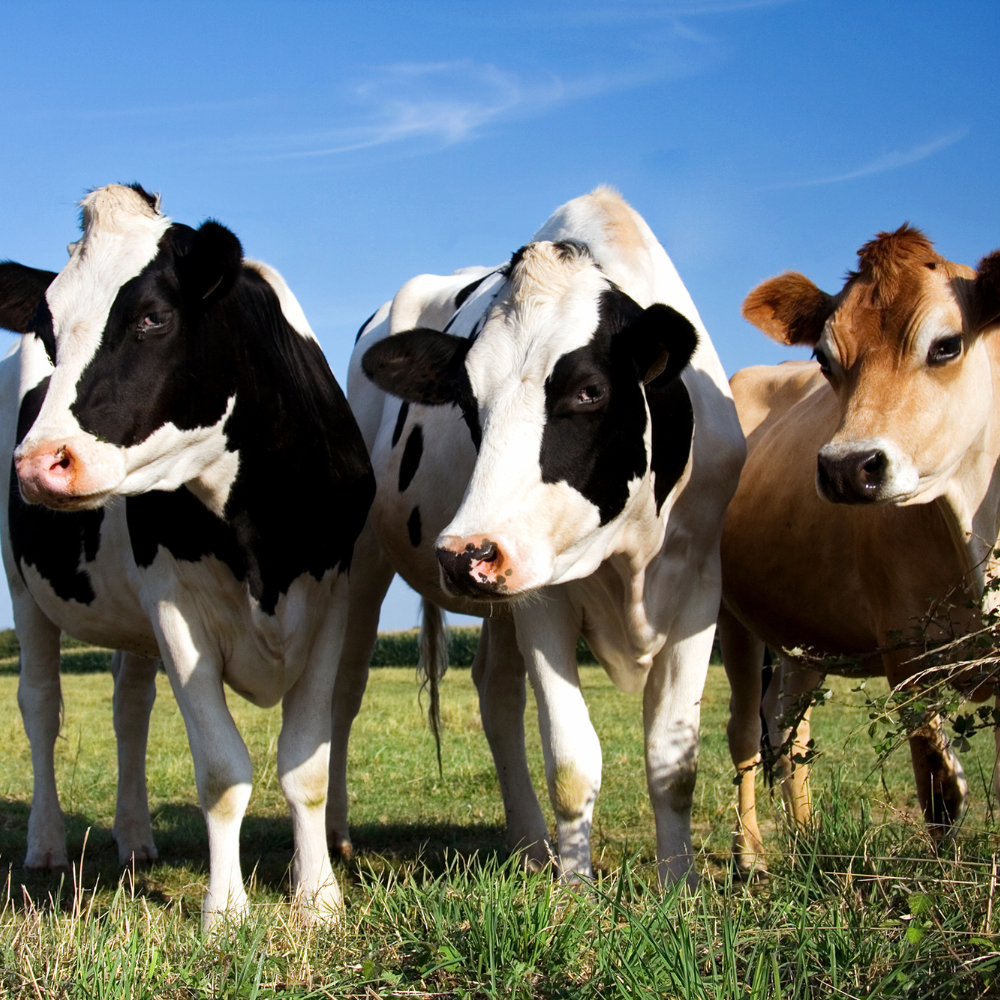 Vache dans un pâturage en plein air