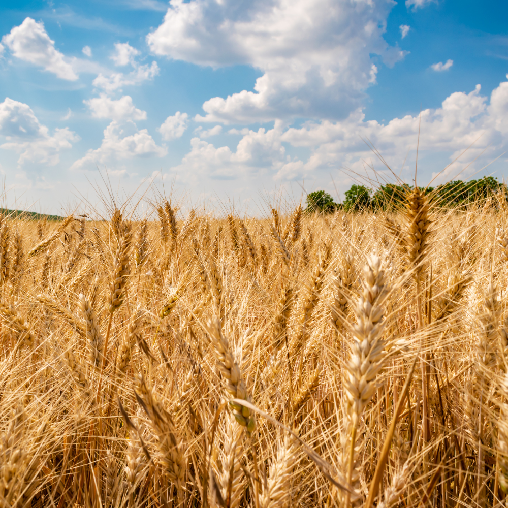 Champs de blé en culture agricole