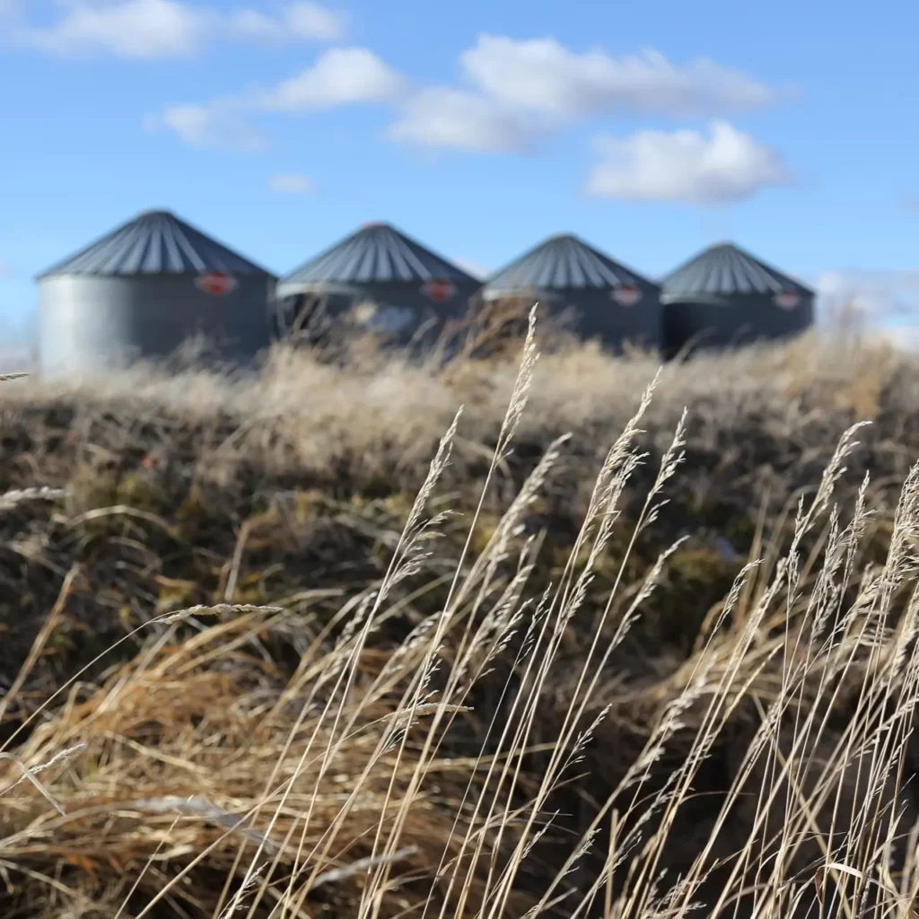 Des silos au loin et des céréales au premier plan