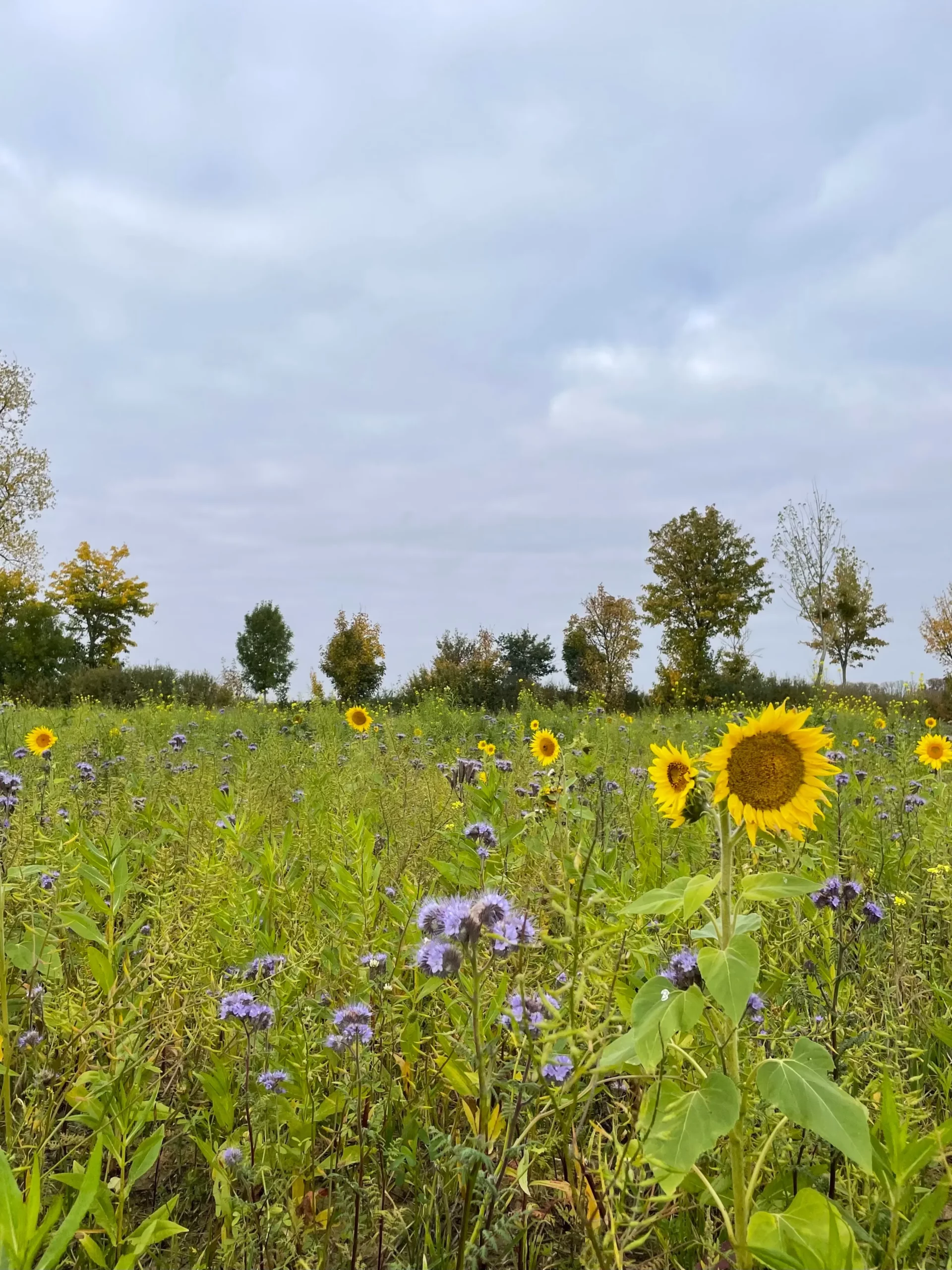 Photo d'un couvert végétal avec des tournesols