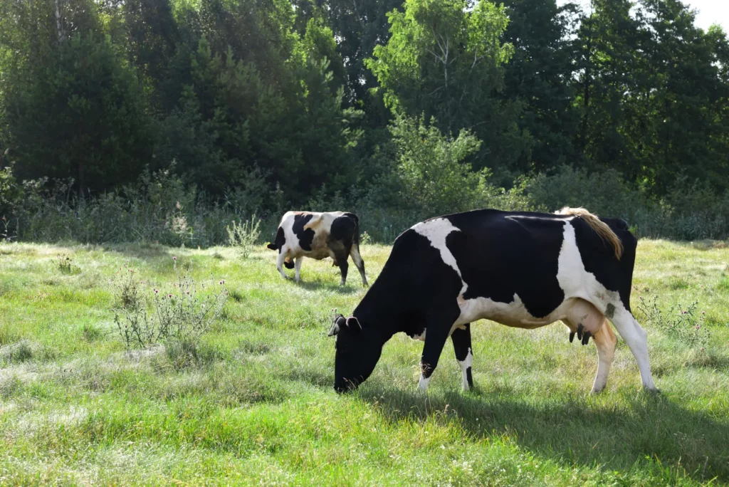 2 vaches laitières qui broutent de l'herbe, paysage en Normandie
