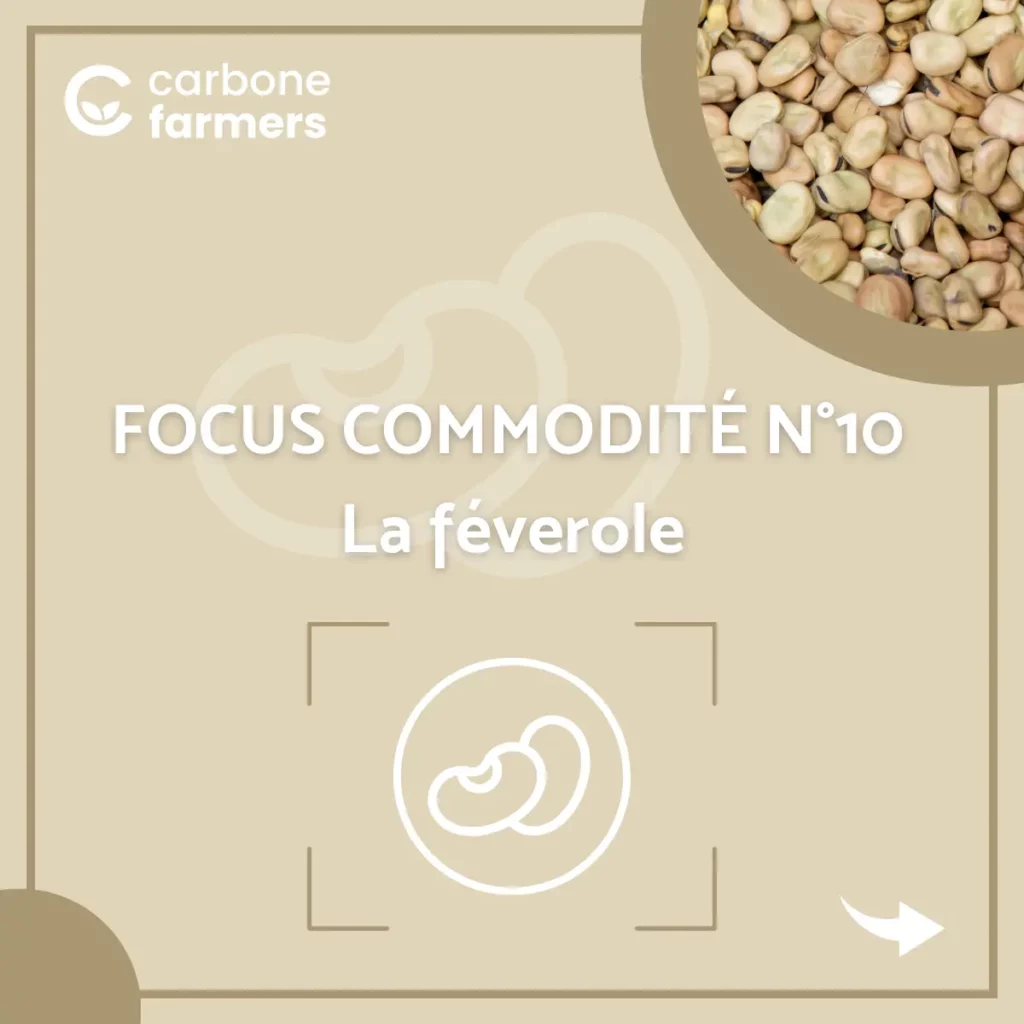Page focus commodité féverole