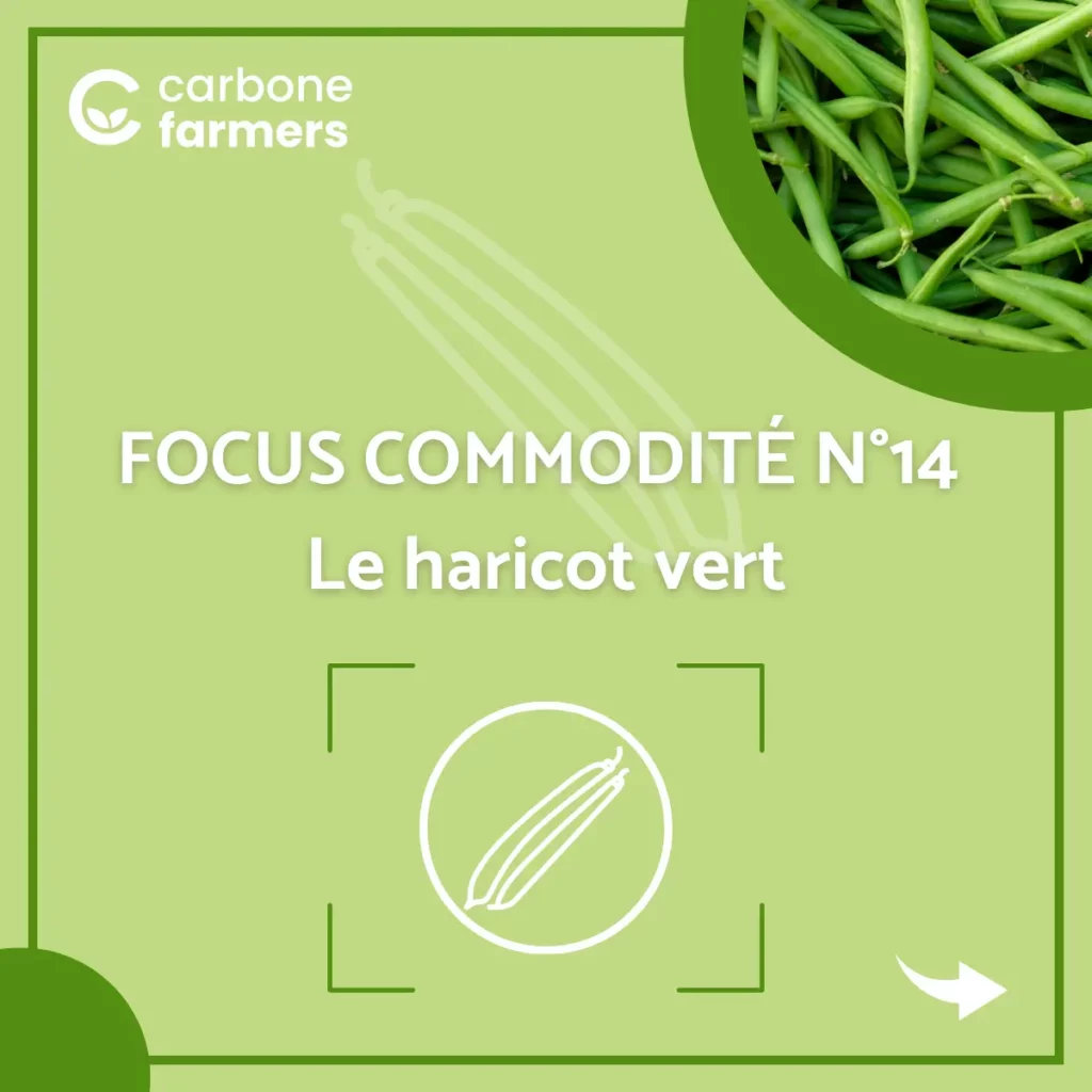 Page commodité haricot vert