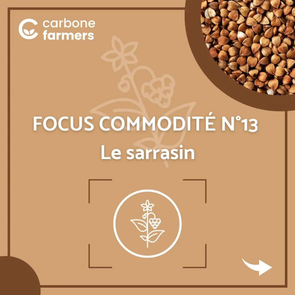 Page commodité sarrasin