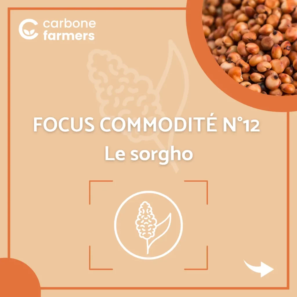 Page commodité sorgho