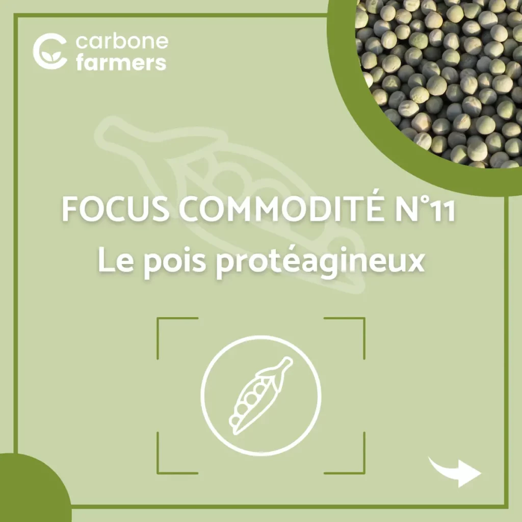 Page focus commodité pois protéagineux