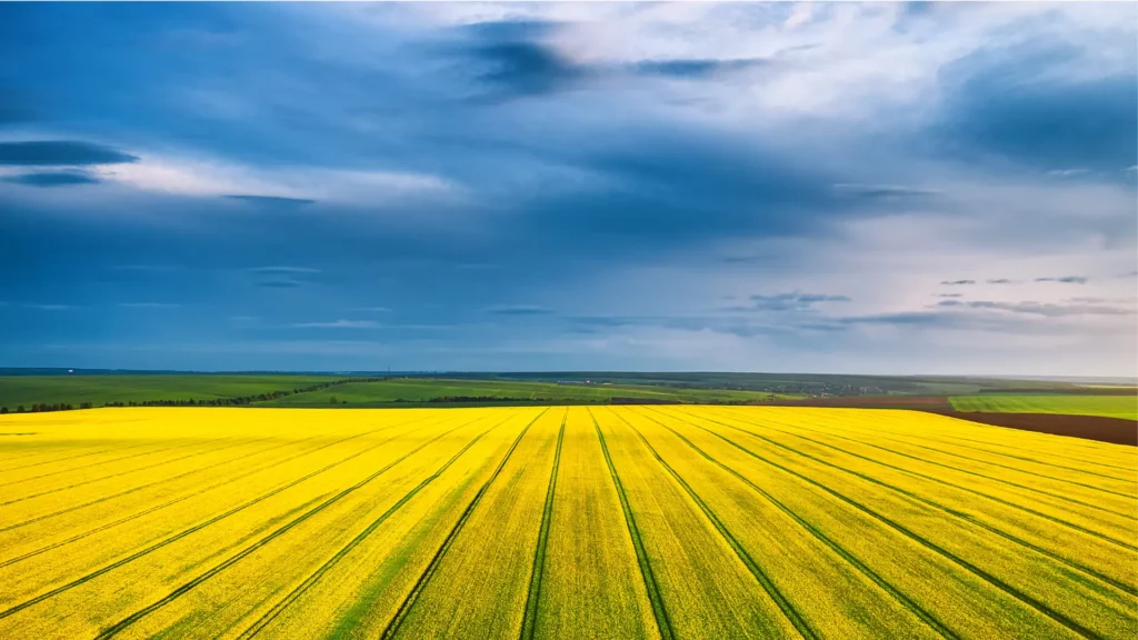 Champ de colza en fleurs vu du ciel, paysage agricole avec ciel nuageux