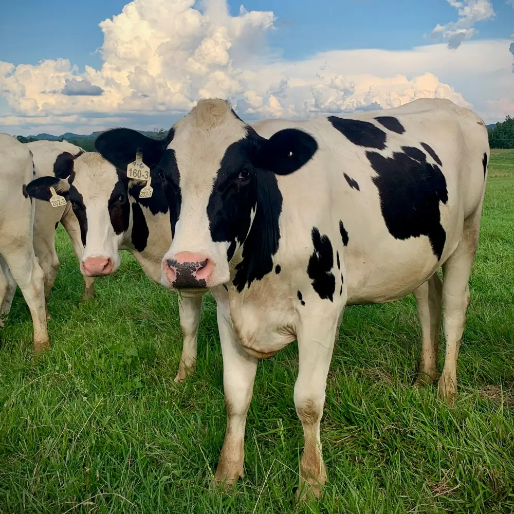 deux vaches prim holstein dans un champ