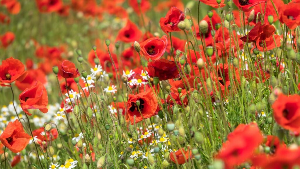 Prairie avec des coquelicots et pâquerettes