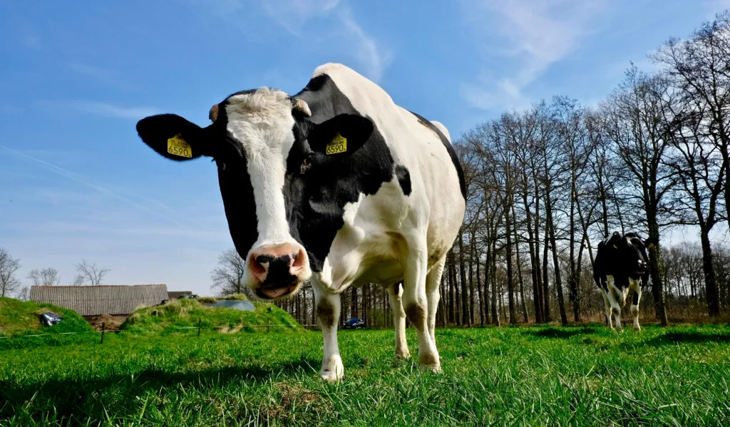 Vache laitière Holstein au pâturage, transition bas-carbone en polyculture-élevage