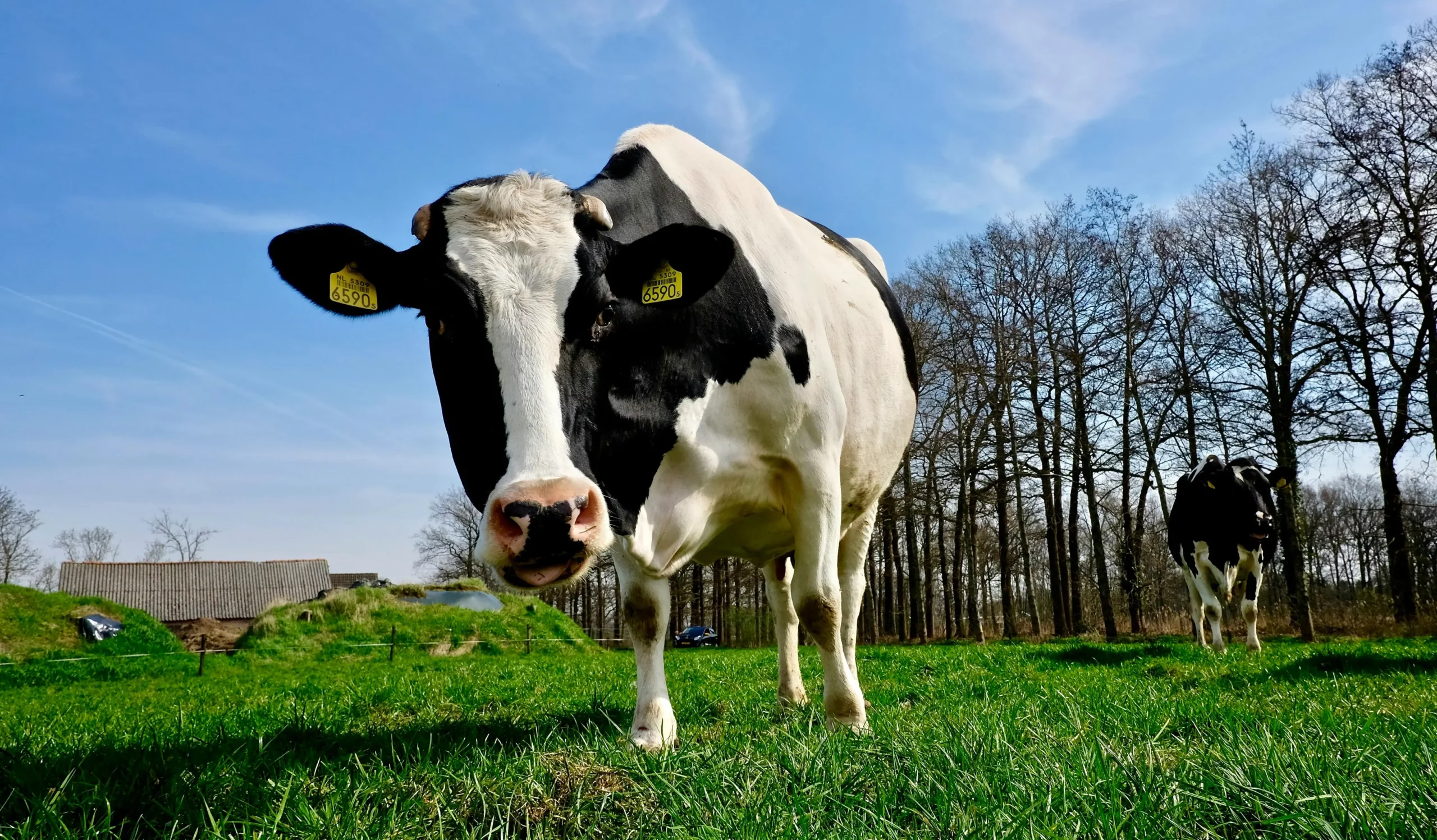 Vache laitière Holstein au pâturage, transition bas-carbone en polyculture-élevage