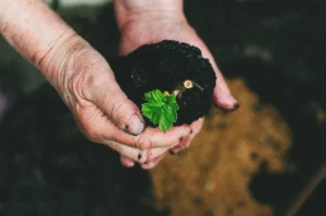 Mains tenant une motte de terre riche avec une jeune pousse verte