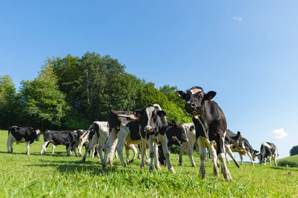 Plusieurs vaches dans un champs avec des arbres