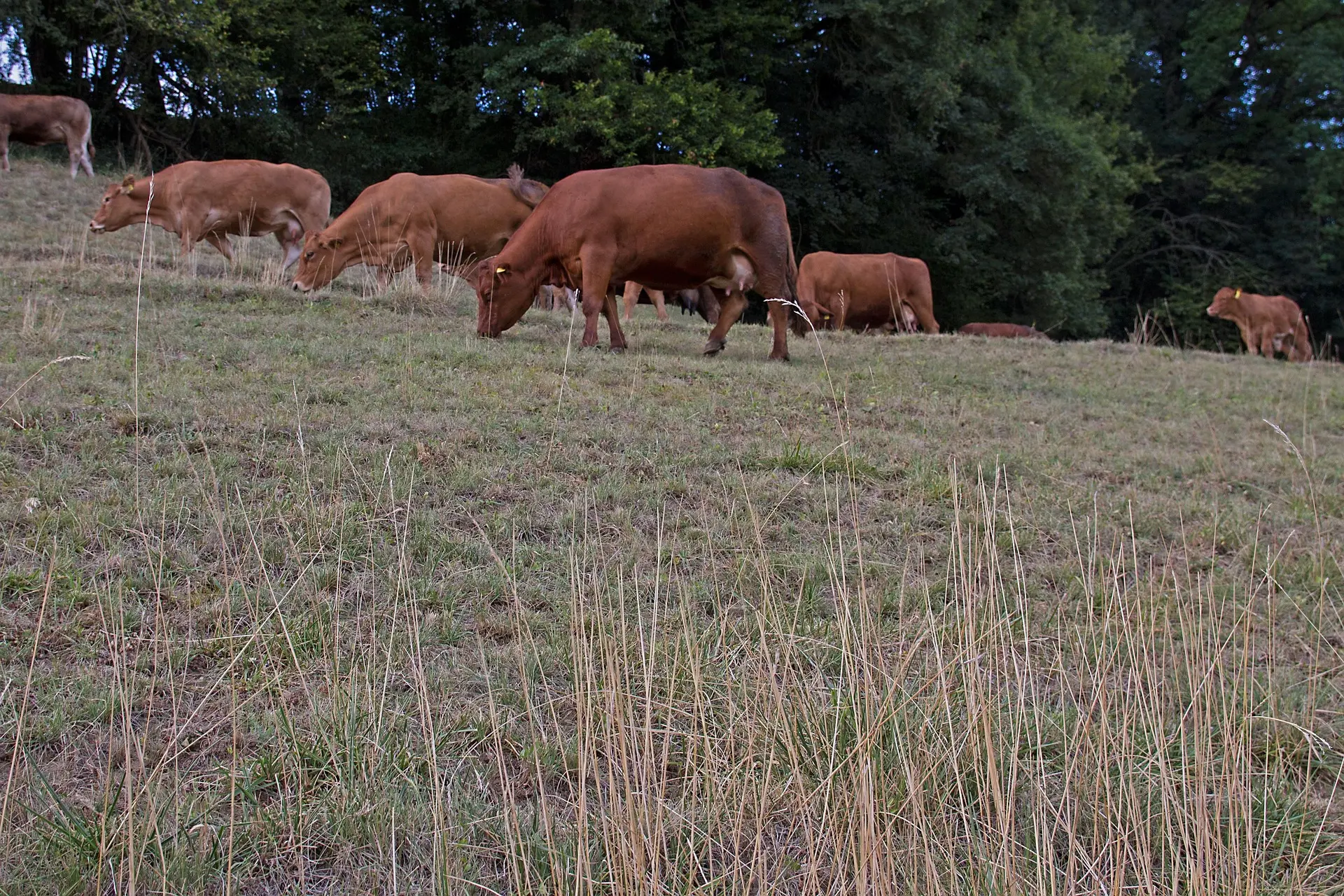 des vaches brunes qui pâturent une prairie sèche