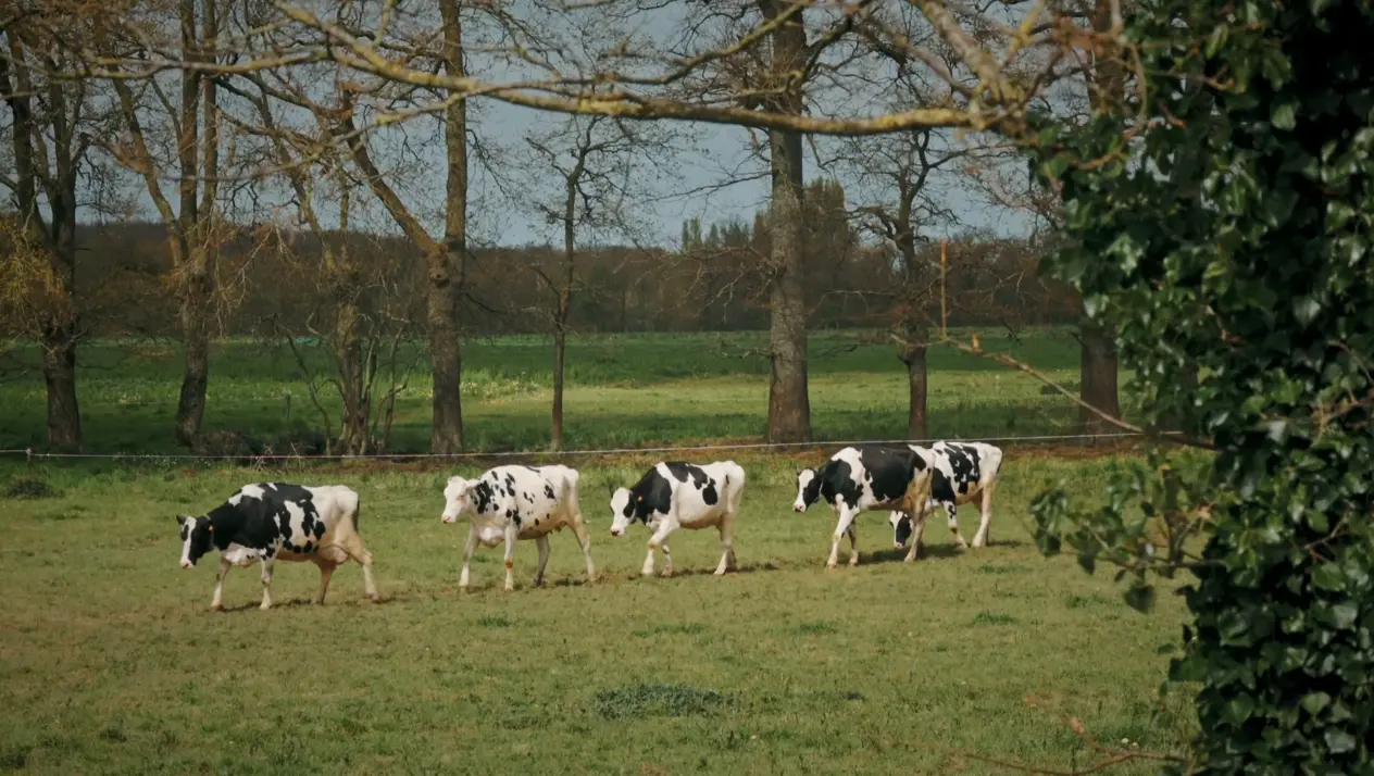 des vaches dans la prairie qui avancent